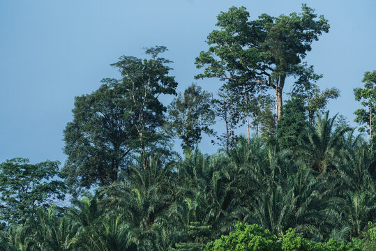 Palm plantation in the forest