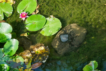 Obraz na płótnie Canvas 蓮の花が咲く池