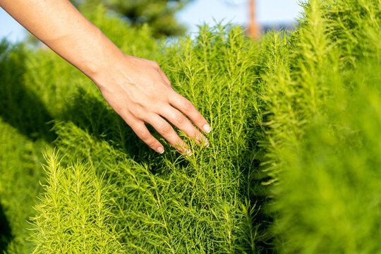 a woman runs her hand through a lush green hedge in the radiant mid-afternoon sun, has various shades of green in the image