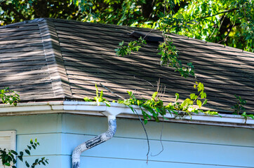 residential rain gutter overgrown with plants