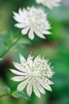 Two white Astrantia major flowers