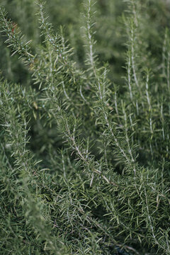 Rosemary twigs on the plant