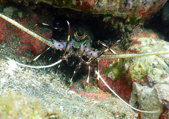 Costa Rica Pacific sea life