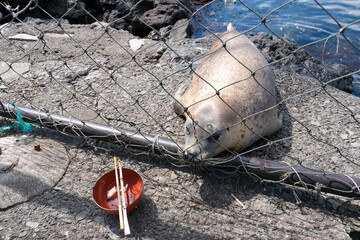 アザラシ © makieni