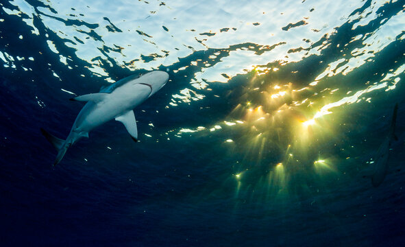 Silky Shark Sunbirst