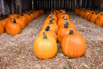 Halloween pumpkins on sale at a pumpkin farm in Tennessee, United States of America