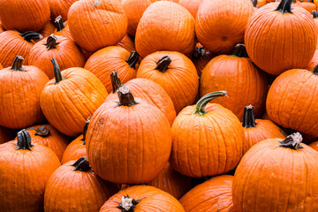 Halloween pumpkins on sale at a pumpkin farm in Tennessee, United States of America