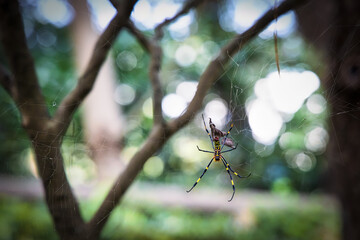 Jorogumo Spider