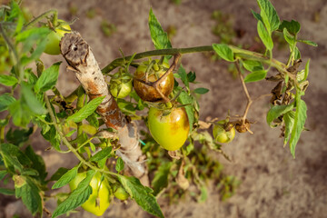 Tomatoes affected by Phytophthora, Phytophthora Infestans in the garden close-up. The fight against Phytophthora.