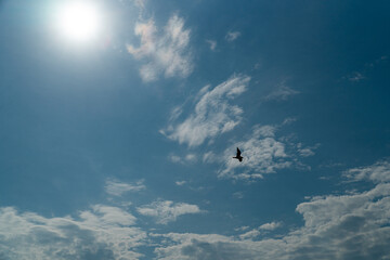 bird flying over the ocean in the cloudy sunny sky looking for prey