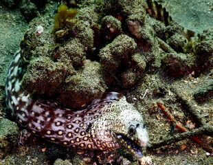 Costa Rica Pacific sea life