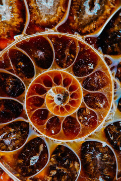 ammonoid amonit fossil-stone