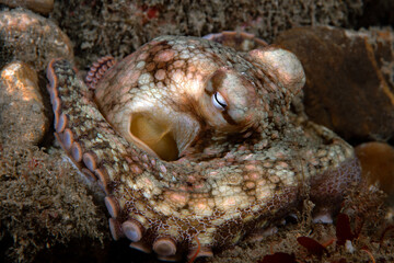 Octopus bimaculoides, California Two-spot Octopus.