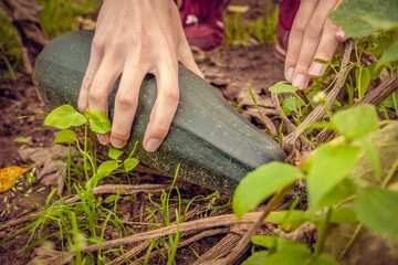 Women's hands tear off a ripe green zucchini in the garden close-up. Harvest.