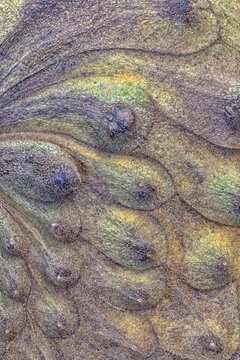 Closeup macrophotograph of patterns on the exterior of cherimoya fruit (Annona chermimola)