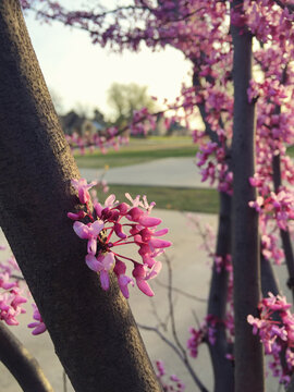 Redbud Tree In Bloom
