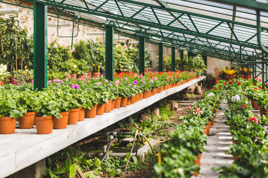 Geranium Flowers for Sale Inside a Greenhouse