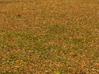 abstract autumnal background, consisting of a lawn completely covered by dry leaves.