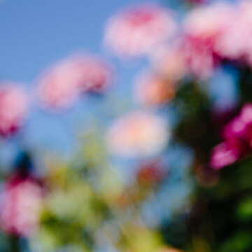 Dahlia flower abstract