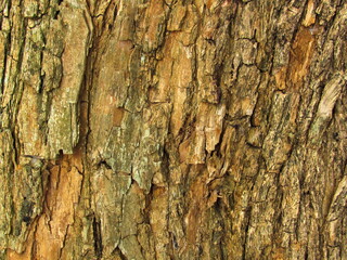 abstract background with natural theme, from the bark of an old tree, with the marks of the age.