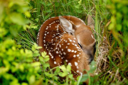 White-tailed Deer Fawn