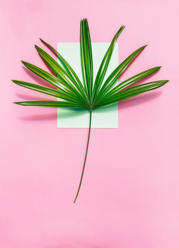 Green leaf on pink background