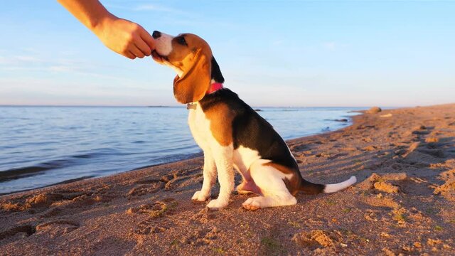 Obedient young dog receive treat from owner hand, small snack as positive reinforcement for good work. Sunny evening at beach, calm water of large lake on background. Slow motion shot