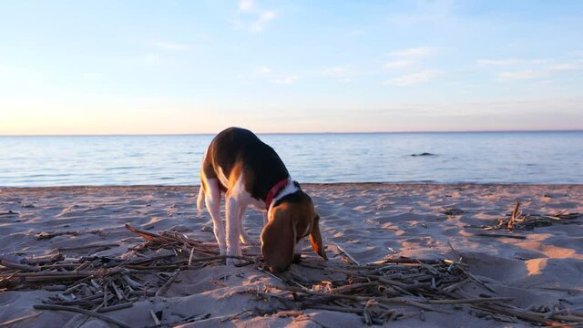 Young dog paw sand, search at lake beach, pick up small branch. Slow motion shot, quiet sunset hour at nature outdoors