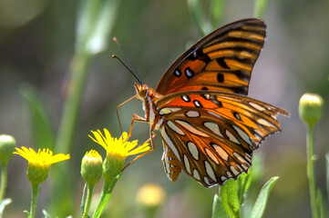 gulf fritillary butterfly on a yellow flower