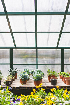 Roof and Natural Light Inside a Greenhouse