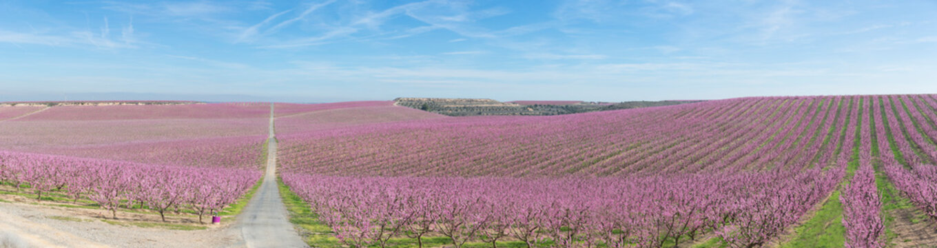 Agricultural exploitation of peach trees