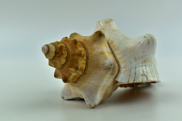 Kolorowa muszla morska na jasnym tle. © Krzysztof Głowacki