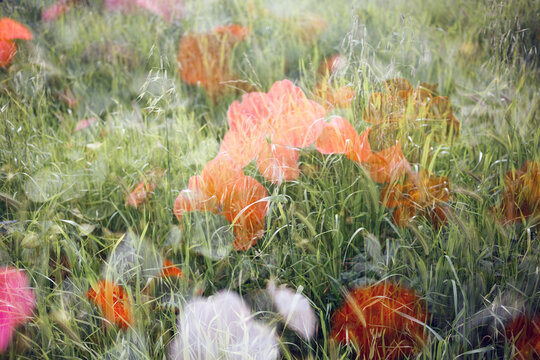 flowers and a grassy field