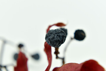 Czerwone, suche liście i ciemne owoce drzewa. © Krzysztof Głowacki