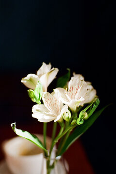 Alstroemeria - Peruvian lily on black background