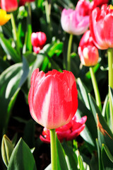 natural multi coloured tulip garden