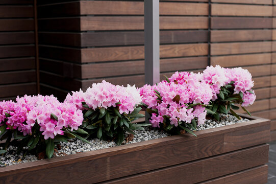 Growing azalea on a terrace