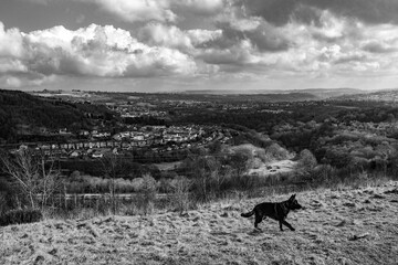 South East Wales Valley landscape with a German Shepherd Dog in the foreground