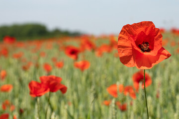 Poppy fields in The Cotswolds, England.