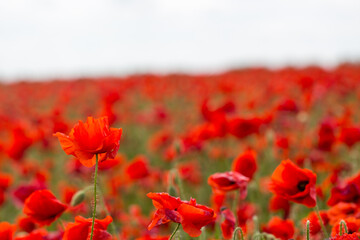Poppy fields in The Cotswolds, England.