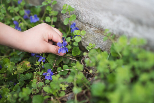 Child picking violets in the grass
