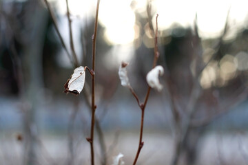 Dry leaves and bare branches in a field. Beautiful winter landscape. Selective focus.