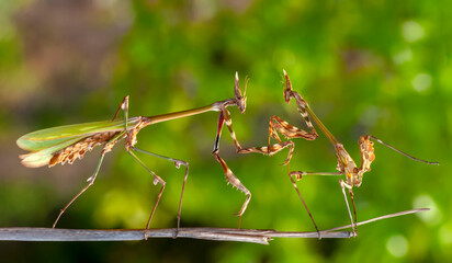 Close up of pair of Beautiful European mantis ( Mantis religiosa )