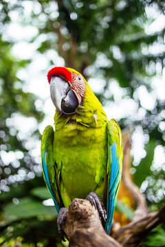 Great Green Macaw