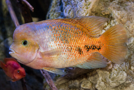 cichlid fish