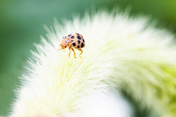 ladybug on grass macro