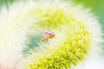 ladybug on grass macro
