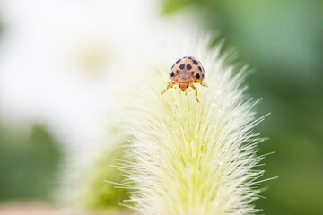 ladybug on grass macro