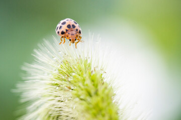 ladybug on grass macro