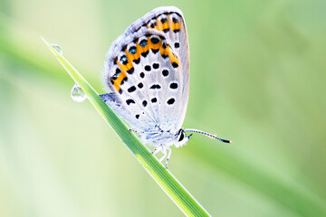 butterfly on plant macro